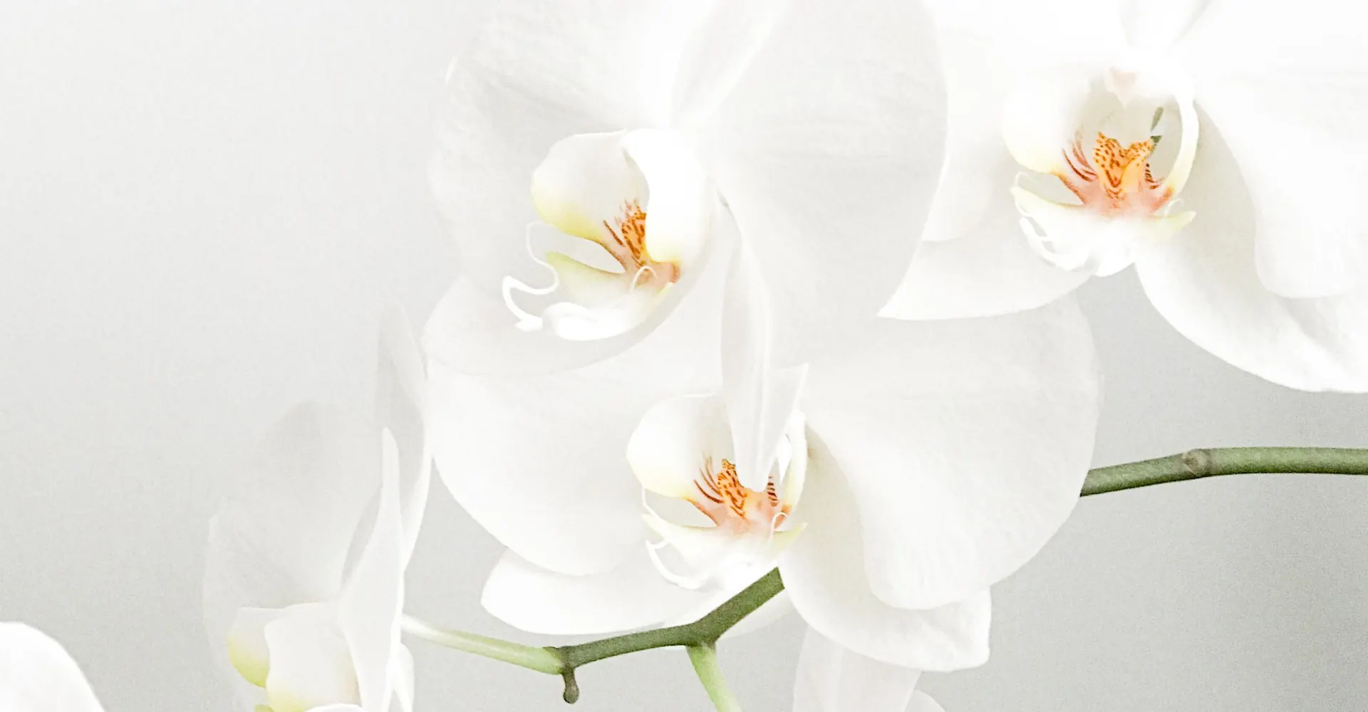 Orchidées blanches sur fond clair